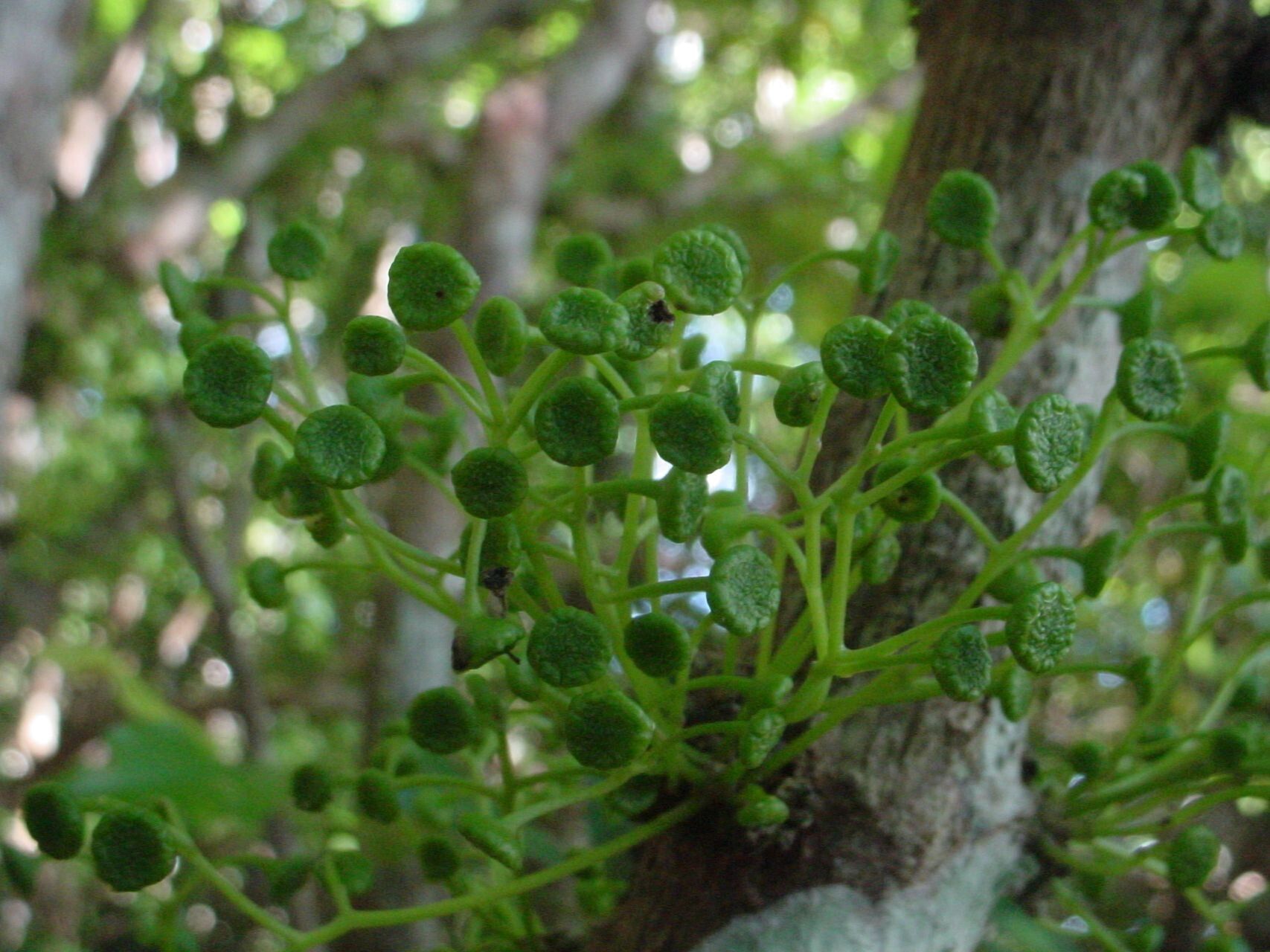 Hedycarya engleriana fruit