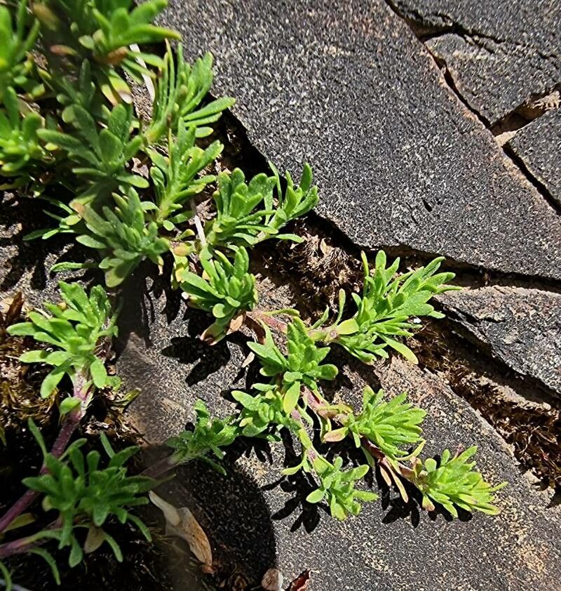 Thymus caespititius leaf