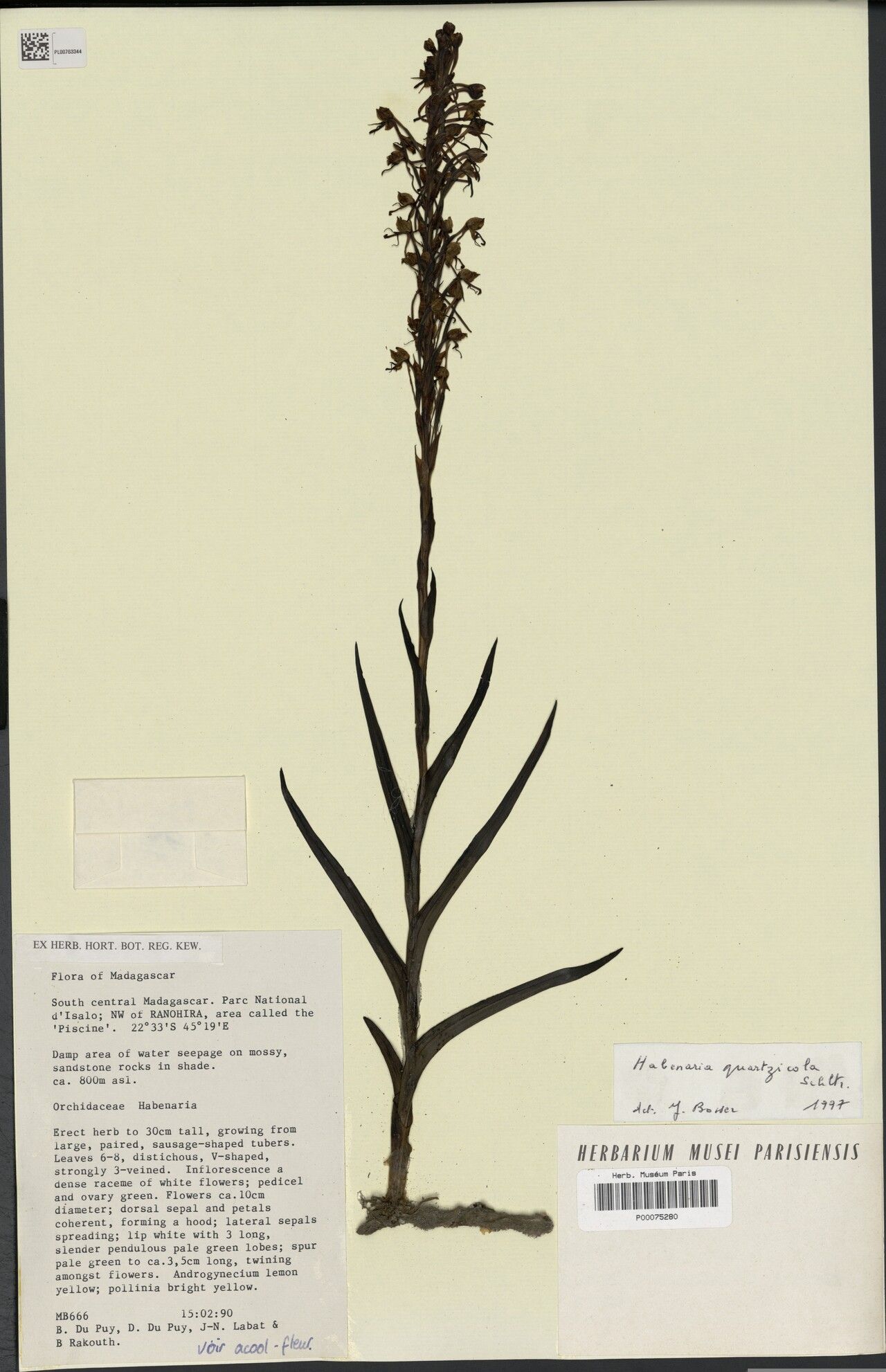 Habenaria quartzicola — houseplant care guide