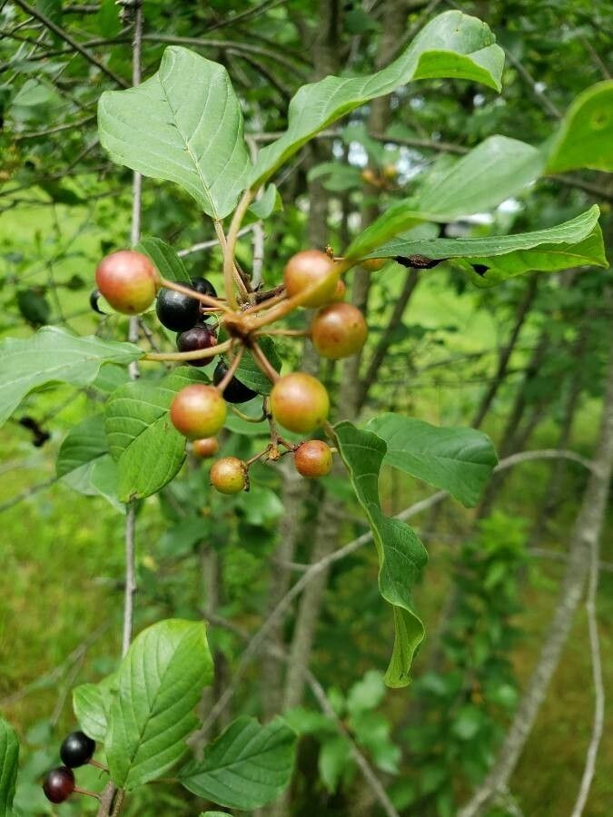 Frangula dodonei fruit