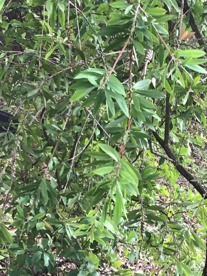 Callistemon comboynensis leaf