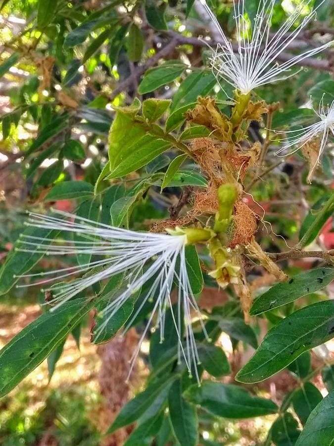 Inga affinis flower