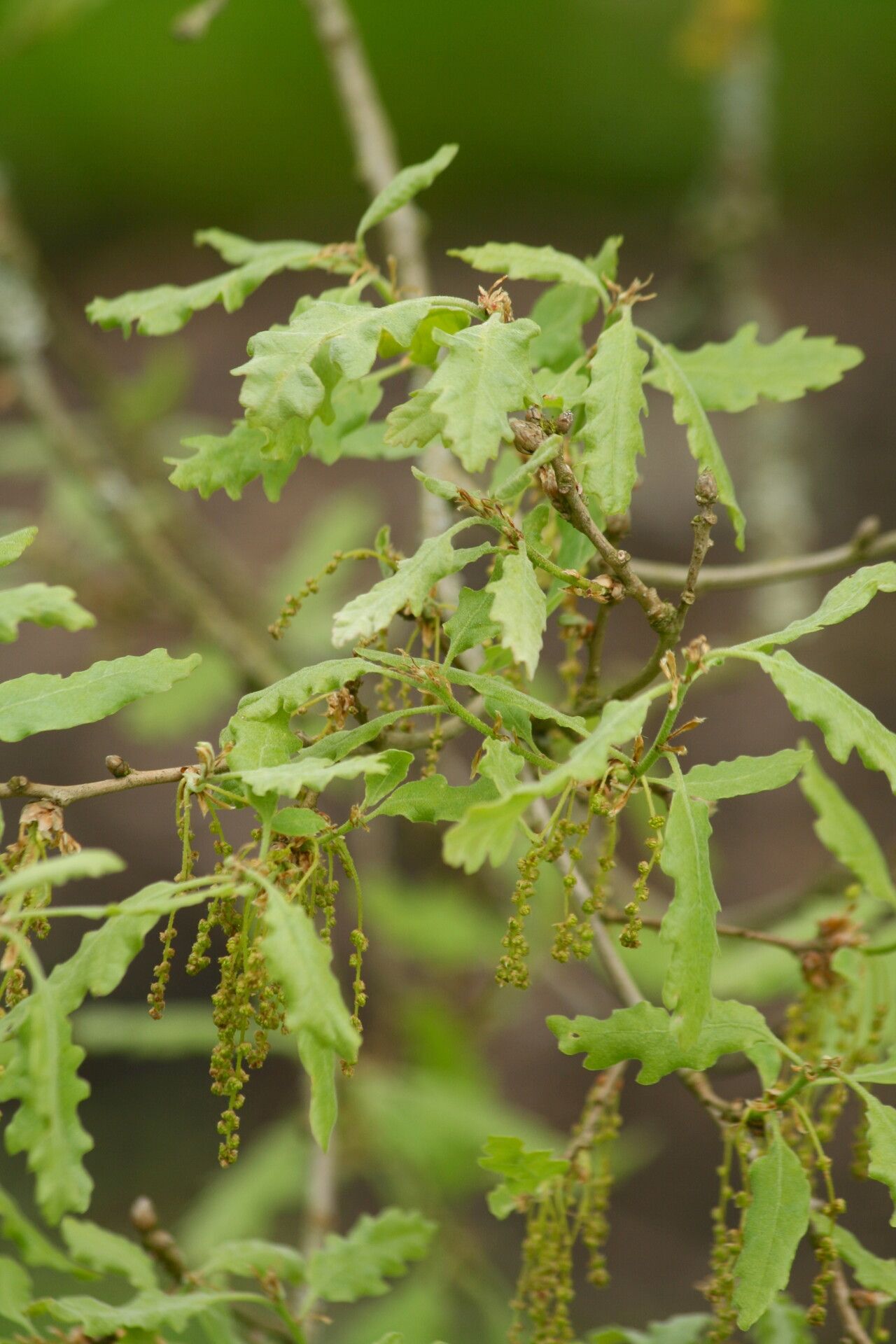 Quercus infectoria flower