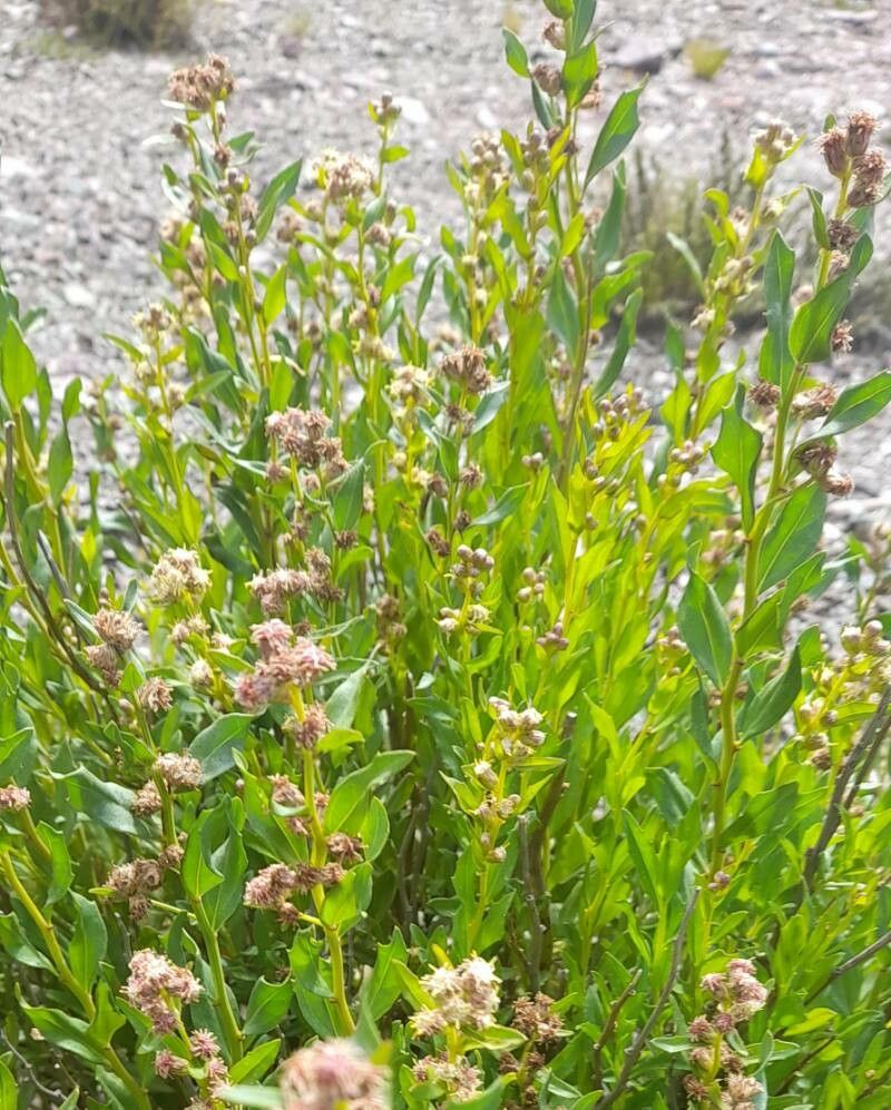 Baccharis tucumanensis habit