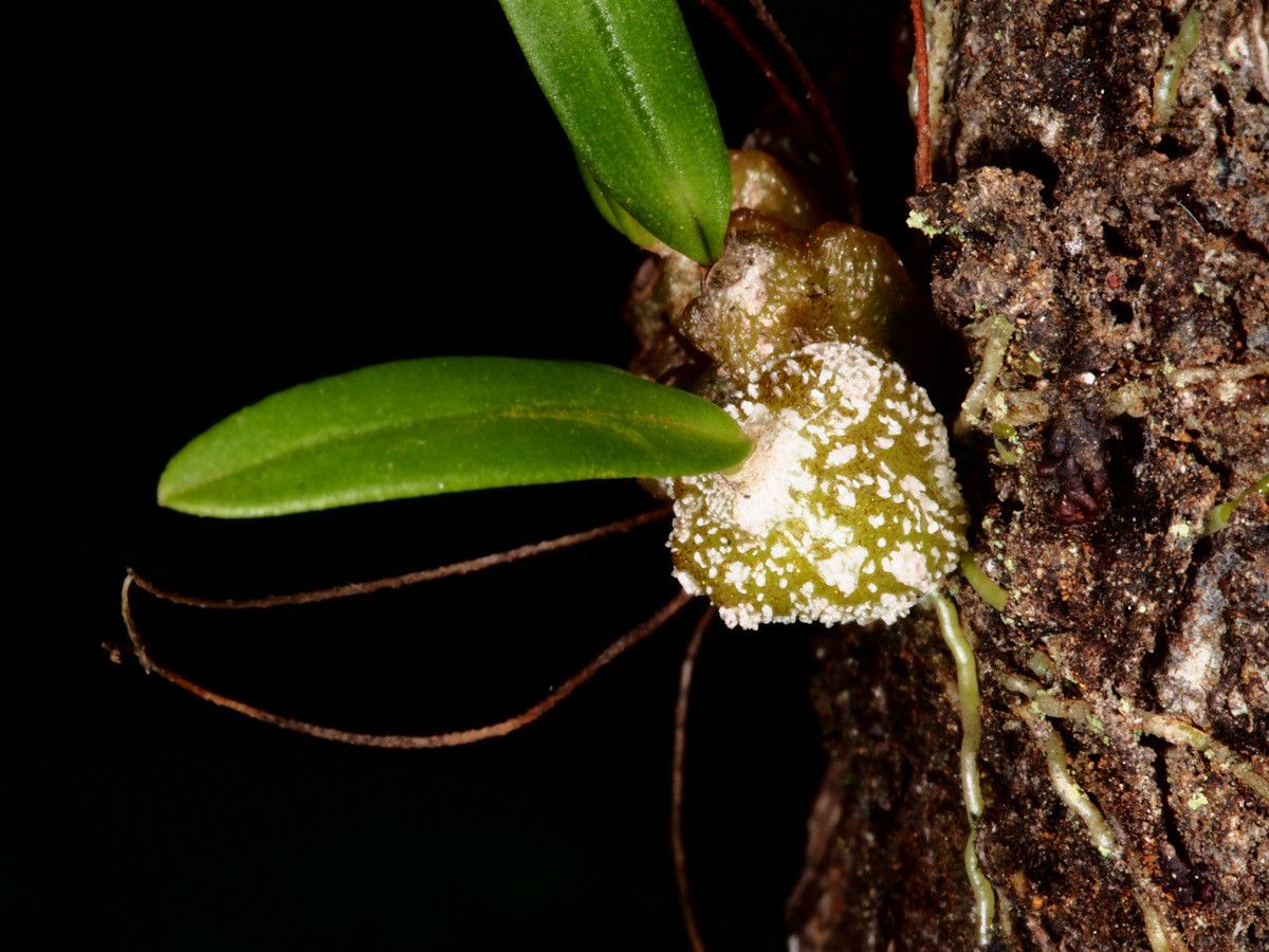 Bulbophyllum argyropus fruit