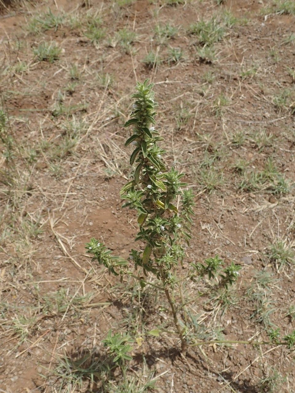 Leucas neuflizeana habit