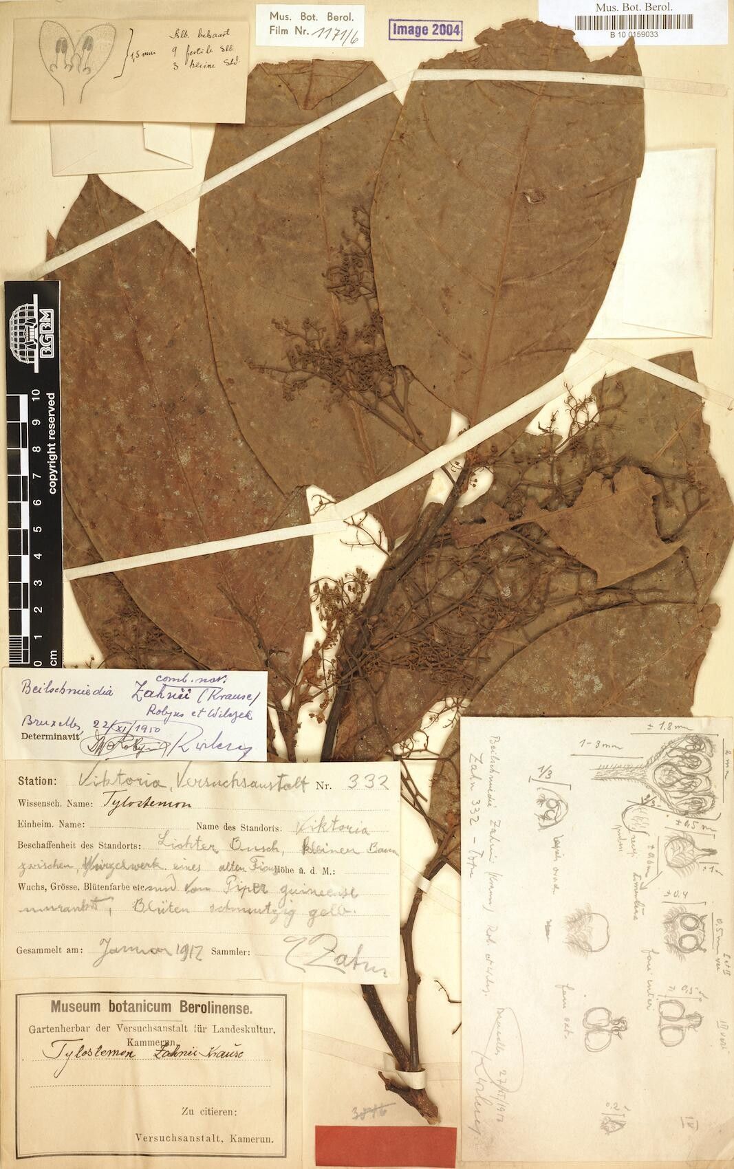 Beilschmiedia zahnii — houseplant care guide