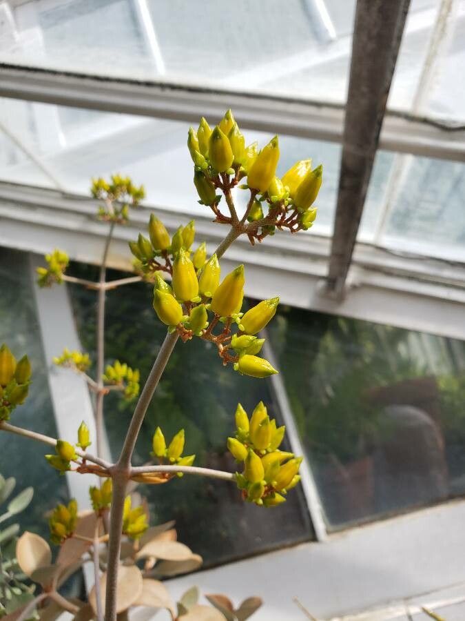 Kalanchoe orgyalis fruit