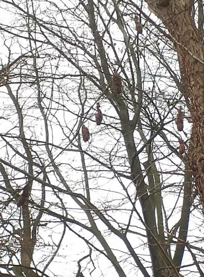 Betula litwinowii flower