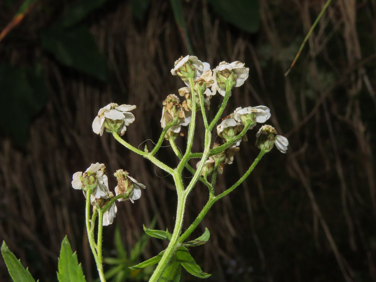 Achillea macrophylla flower
