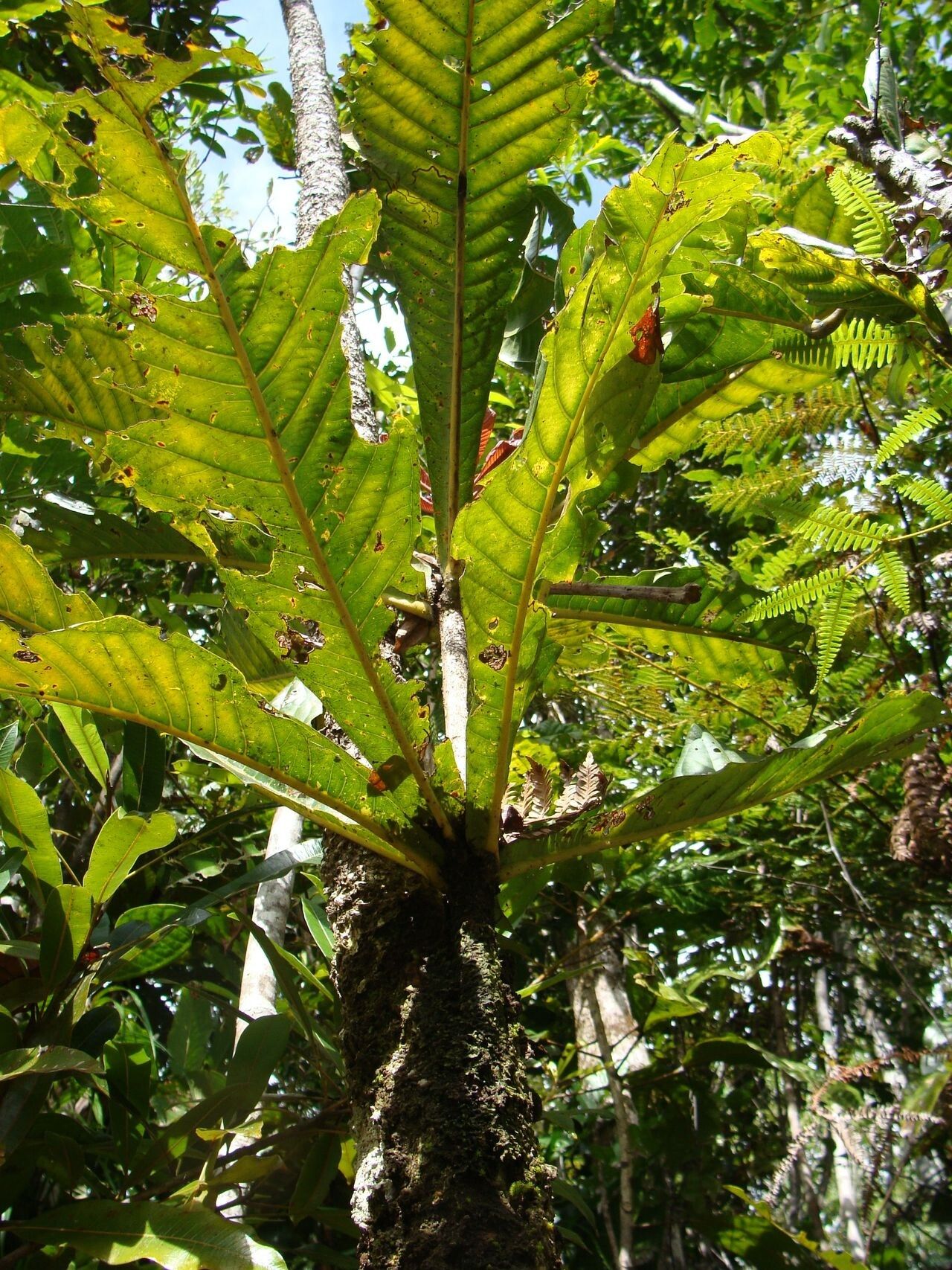 Syzygium toninense — houseplant care guide