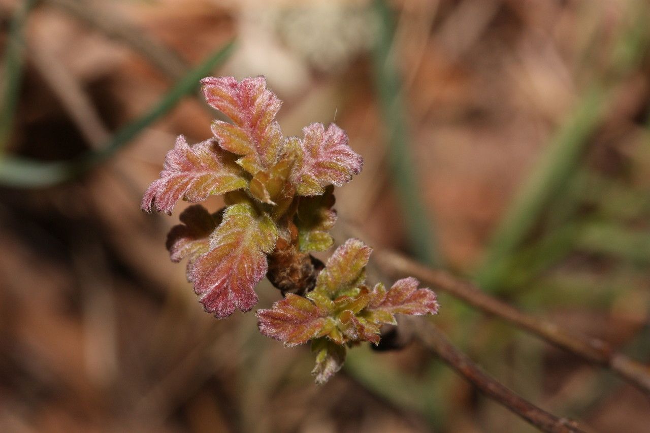 Quercus garryana flower