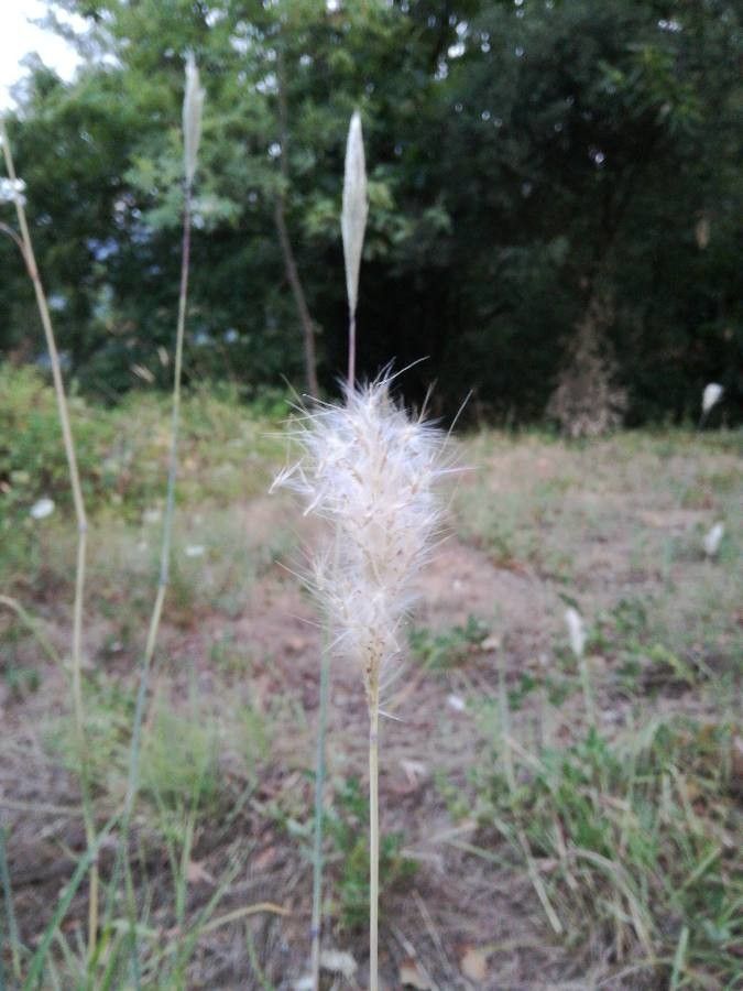 Bothriochloa saccharoides — houseplant care guide