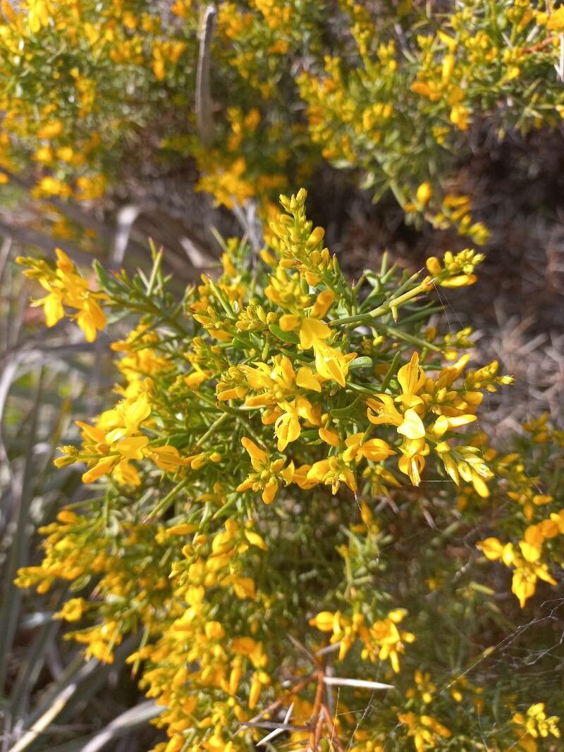 Genista ferox — search result for 'Genista'