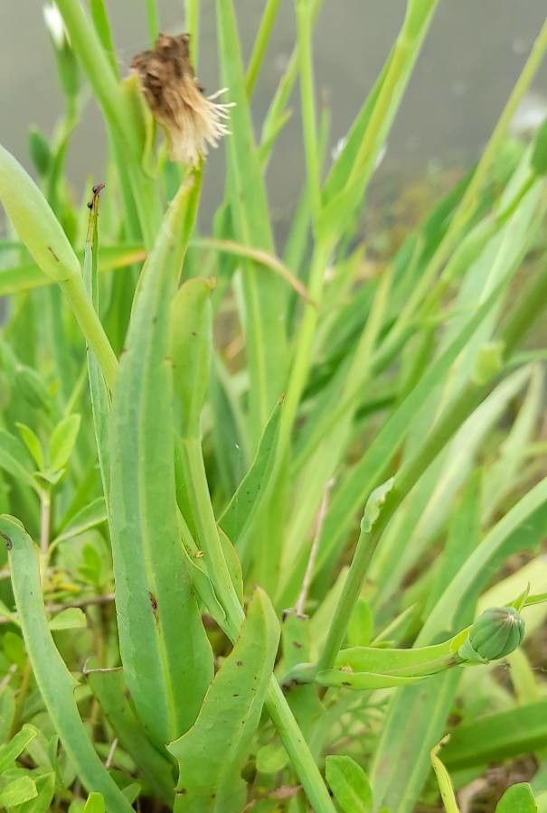 Hypochaeris albiflora — related species from the same genus