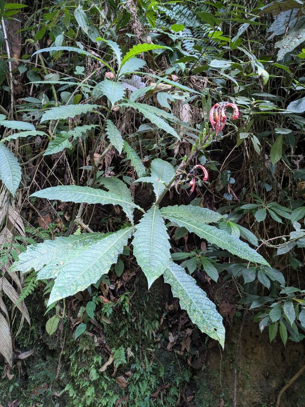 Aphelandra runcinata — search result for 'Aphelandra'