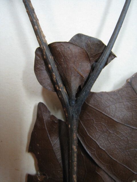 Inga stipularis other