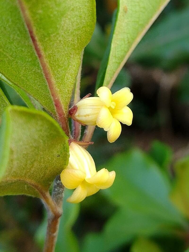 Pittosporum revolutum flower