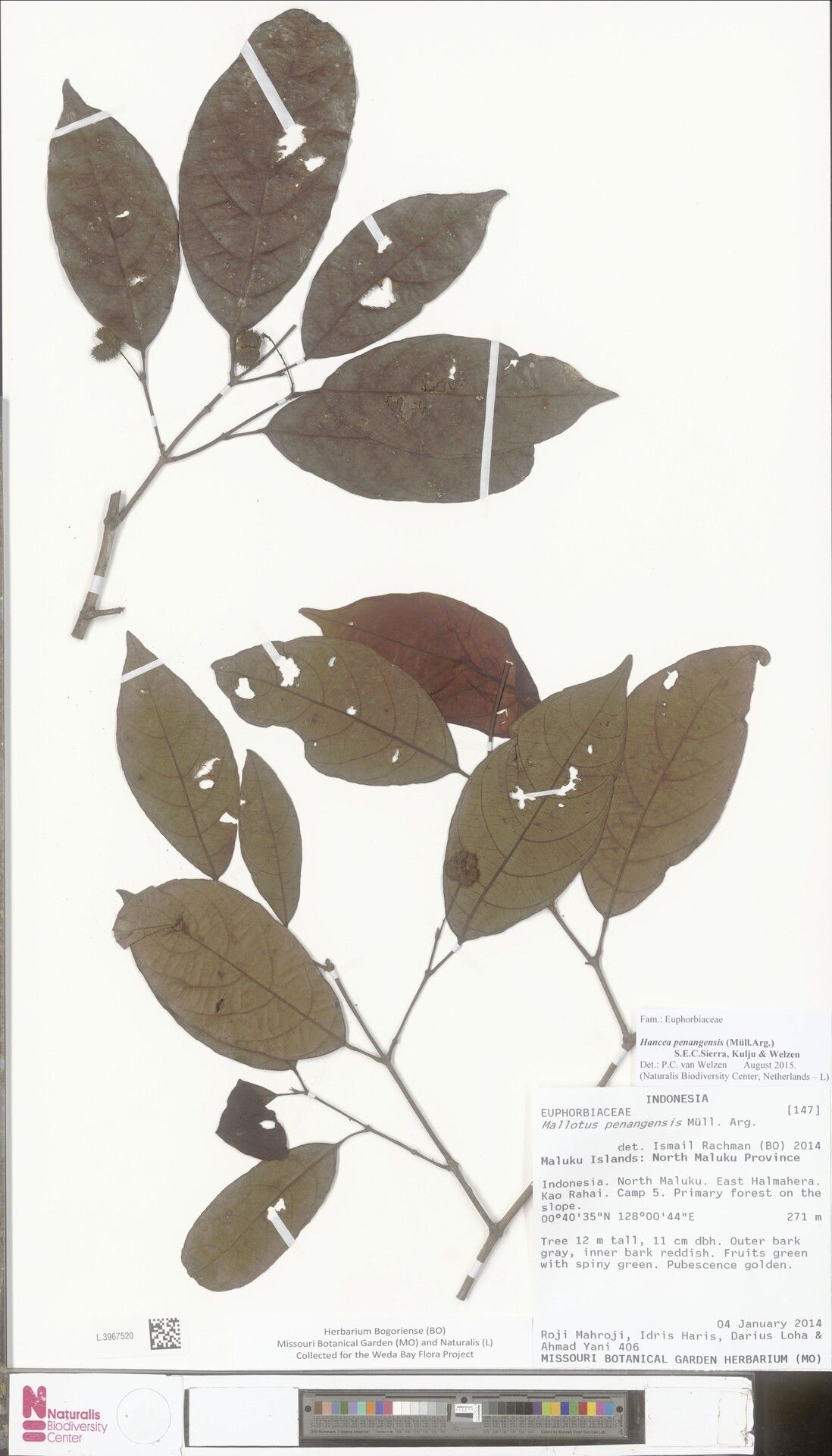 Hancea penangensis — related species from the same genus