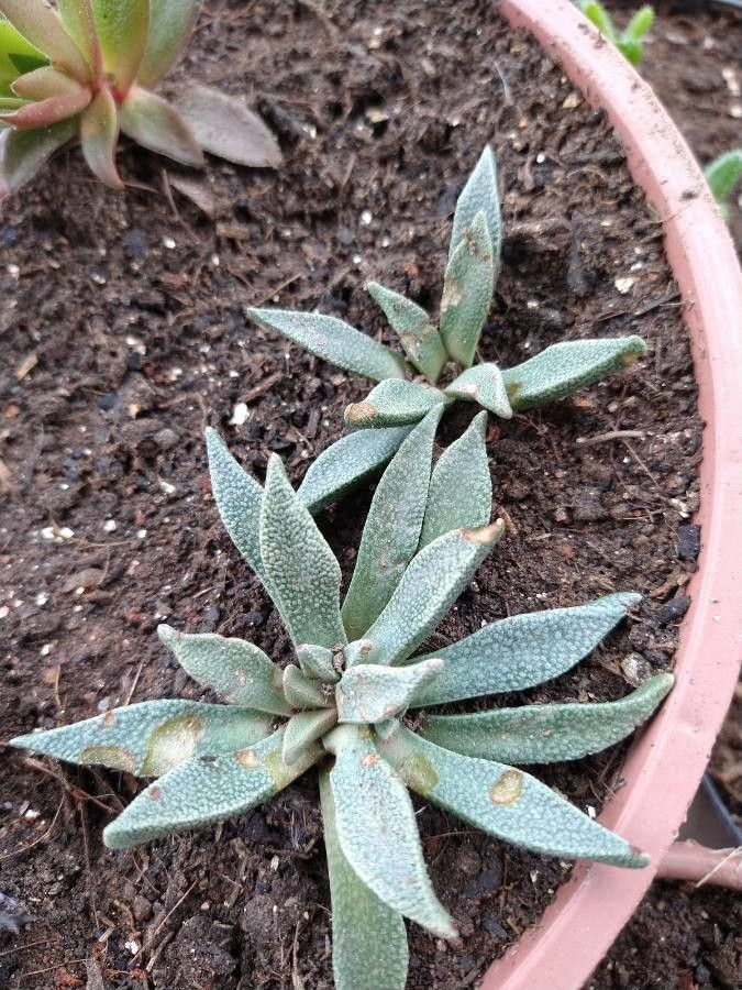 Pleiospilos compactus — search result for 'Aizoaceae'