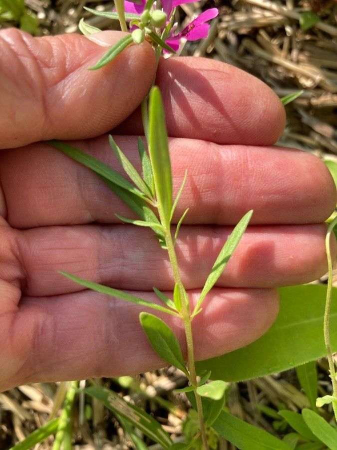 Clarkia pulchella — search result for 'Onagraceae'