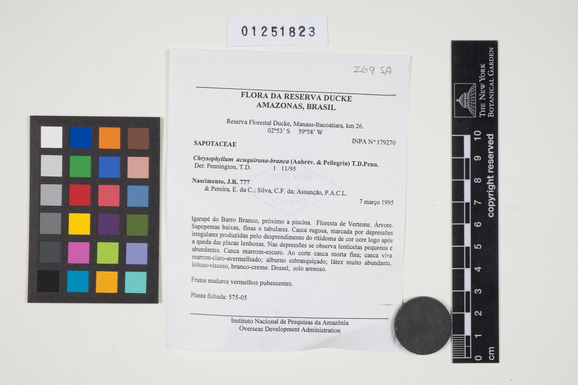 Chrysophyllum ucuquirana-branca fruit