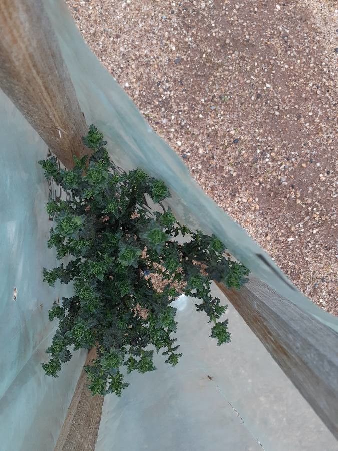 Prostanthera eckersleyana — related species from the same genus