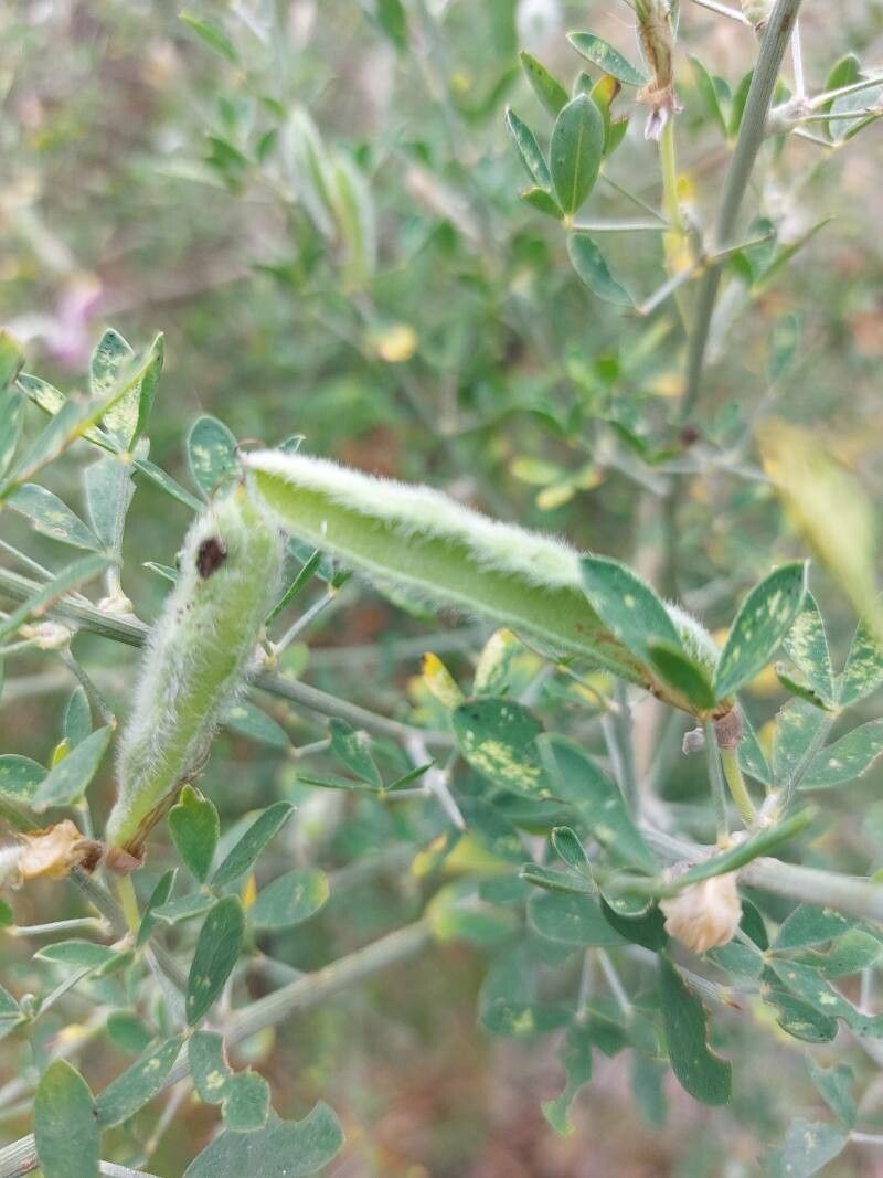 Antirrhinum australe fruit