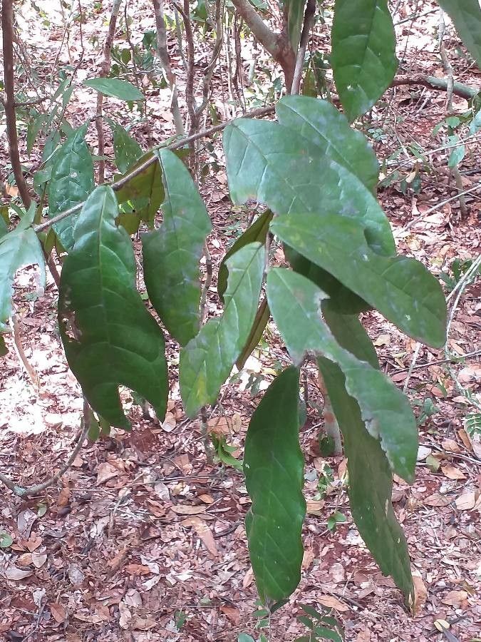 Combretum illairii leaf