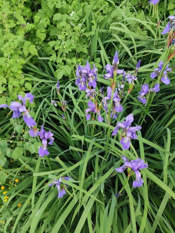 Iris versicolor bark
