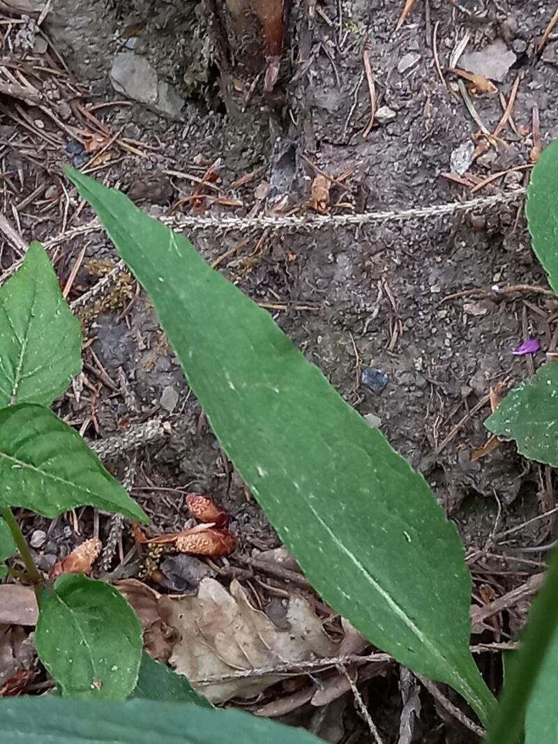 Phyteuma nigrum leaf
