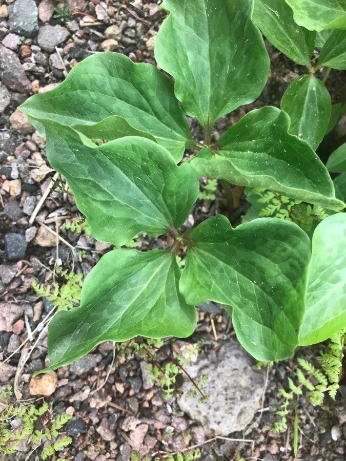 Trillium chloropetalum — search result for 'Trillium'