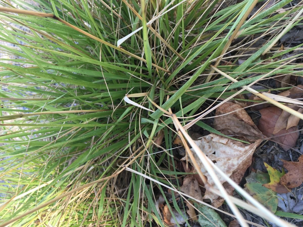 Festuca armoricana habit