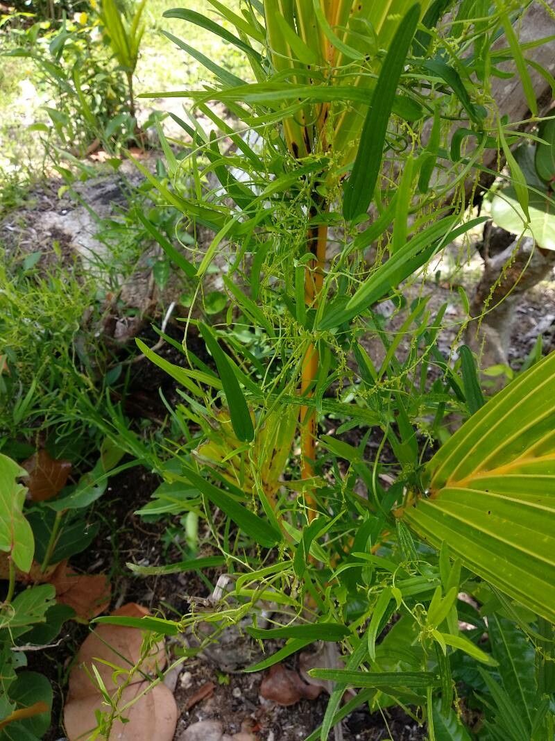Dioscorea pilosiuscula habit