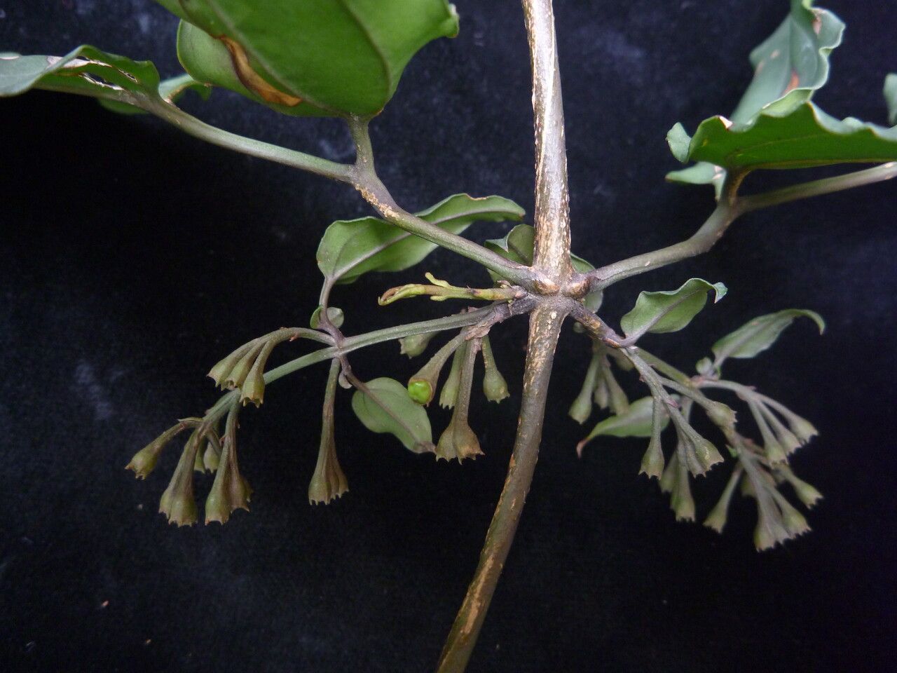 Jasminum dispermum — houseplant care guide