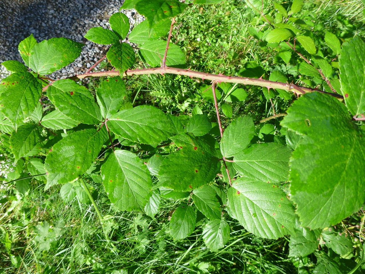 Rubus fissipetalus leaf
