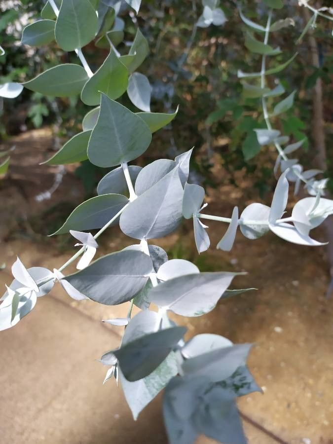 Eucalyptus crucis leaf