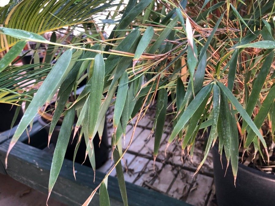 Fargesia scabrida leaf