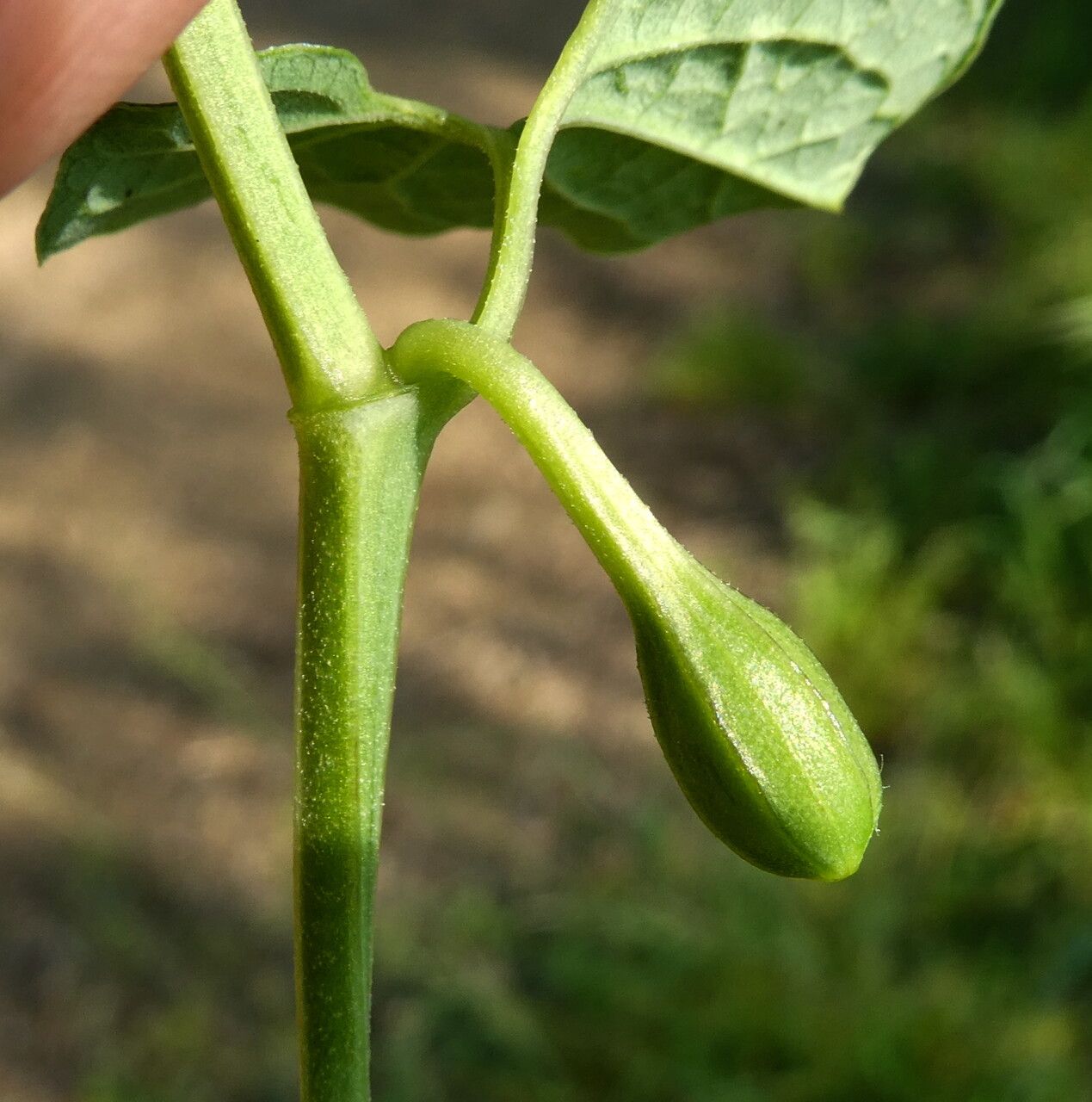 Aristolochia paucinervis fruit