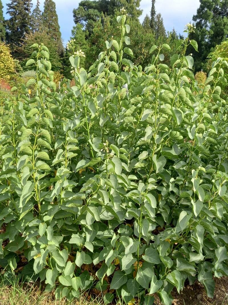 Cionura erecta habit