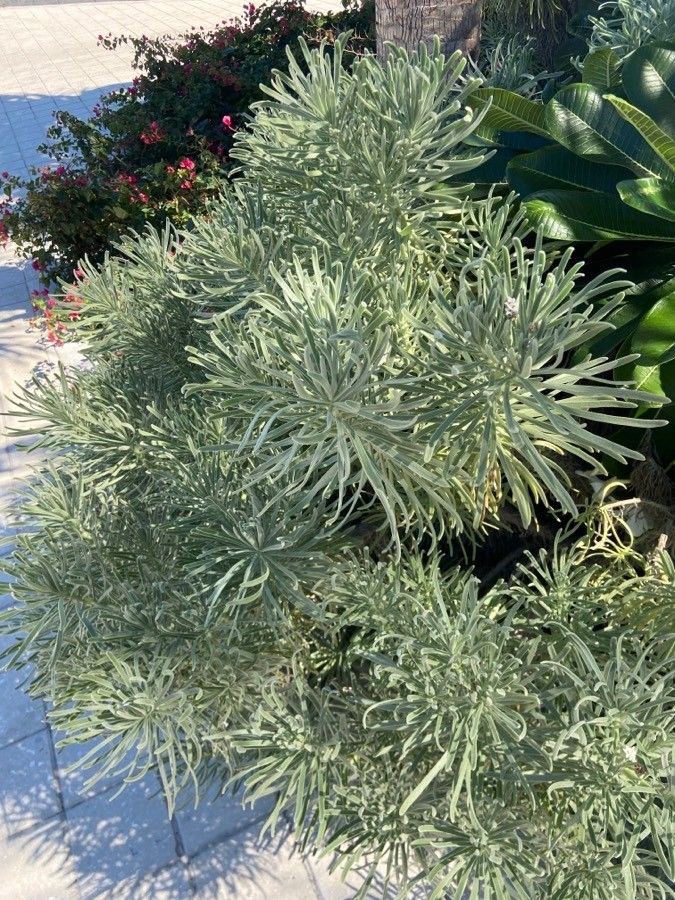 Argusia gnaphalodes habit