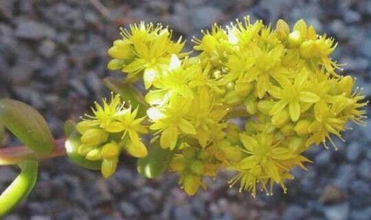 Sedum confusum flower