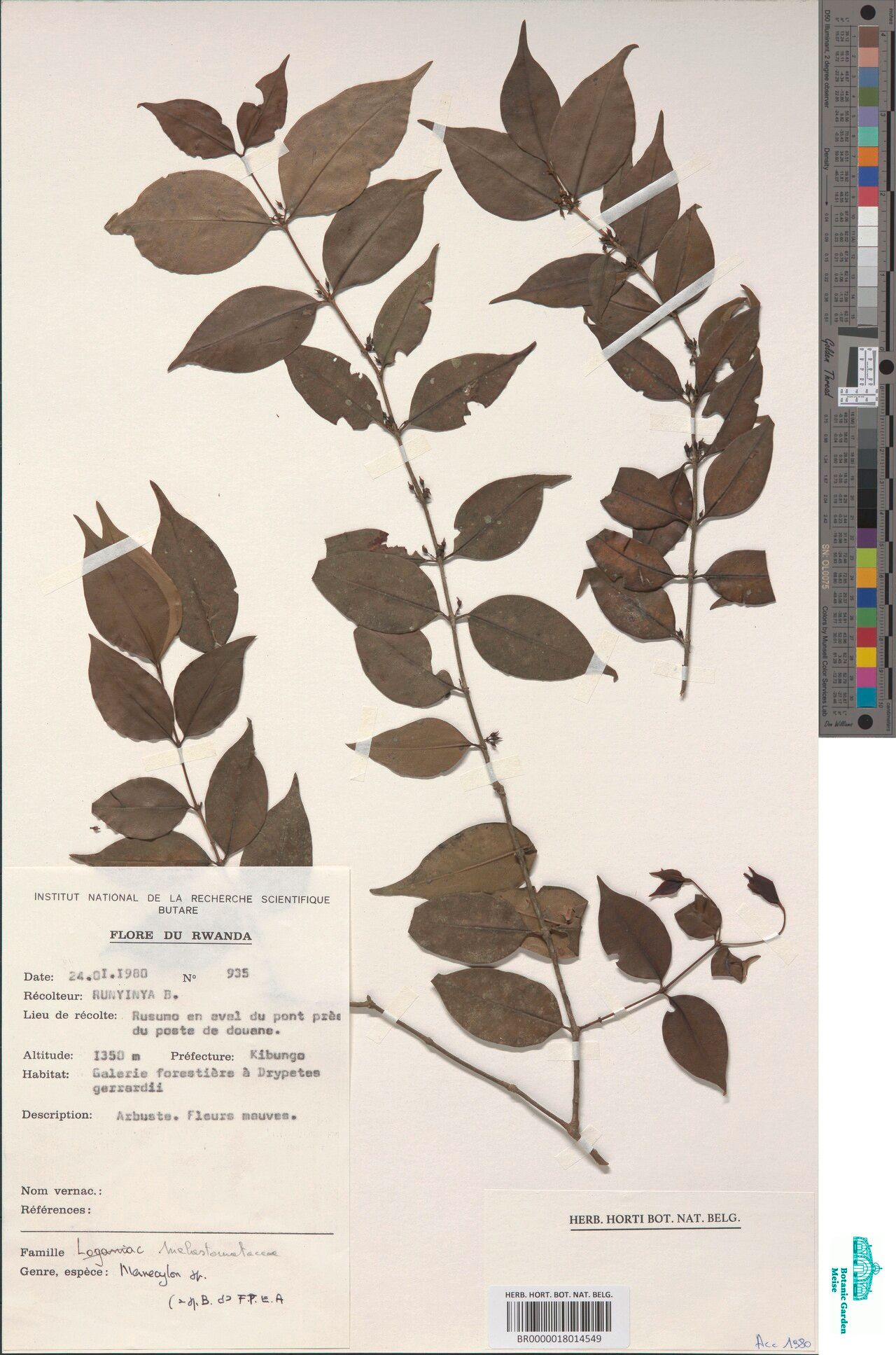 Memecylon afroschismaticum — related species from the same genus