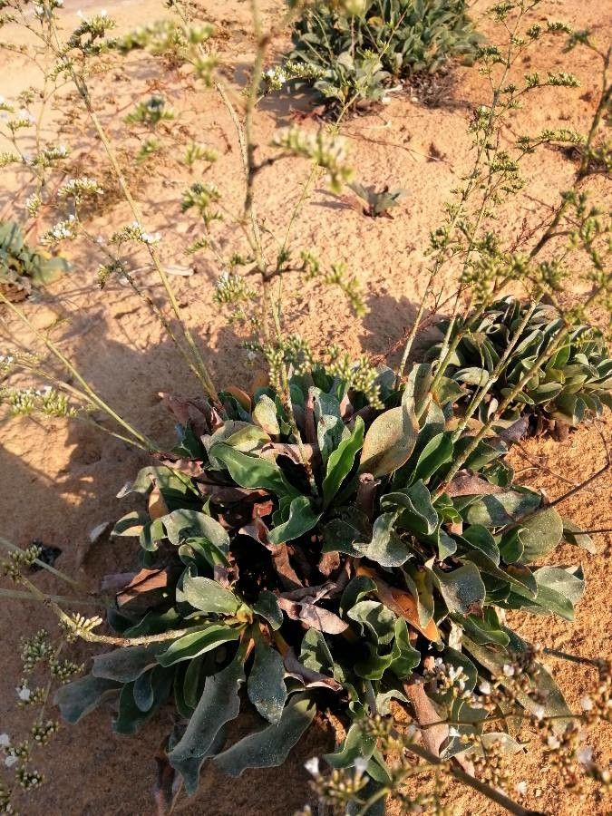 Limonium cossonianum — houseplant care guide