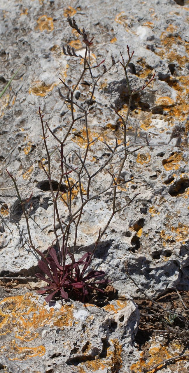 Limonium saxicola habit