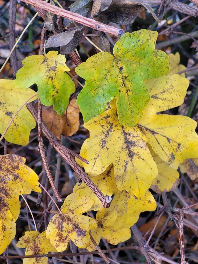 Acer spp. — houseplant care guide