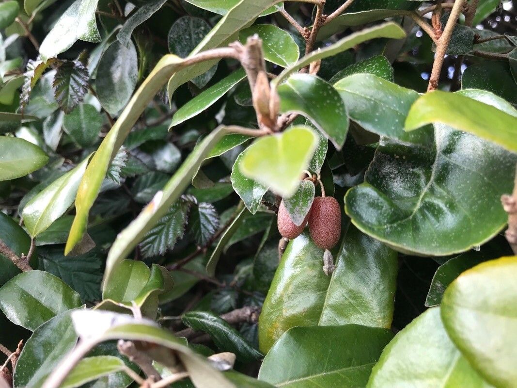 Elaeagnus × reflexa fruit