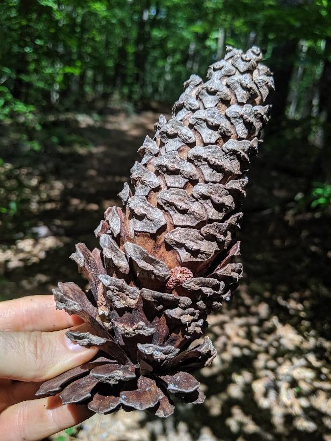 Pinus palustris fruit