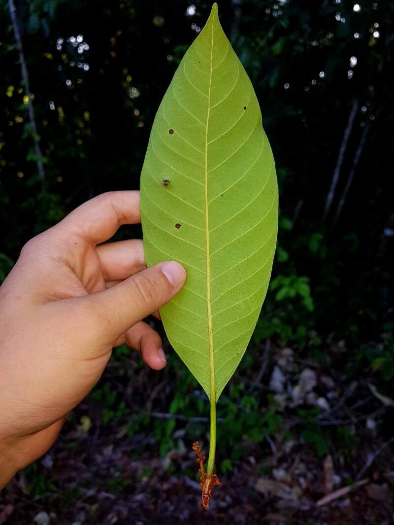 Pouteria spicata leaf