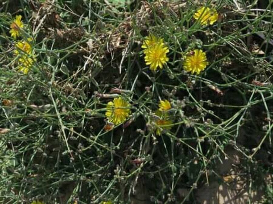 Launaea nudicaulis flower